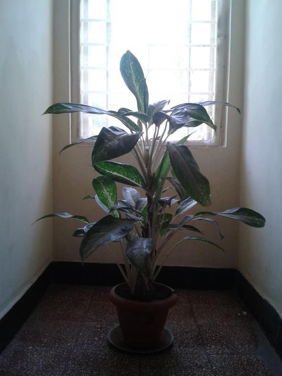 Hotel Ferreira Resort Lonavala Dış mekan fotoğraf